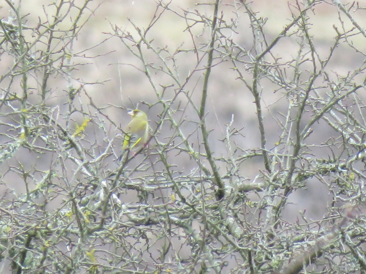 European Greenfinch - ML92512421