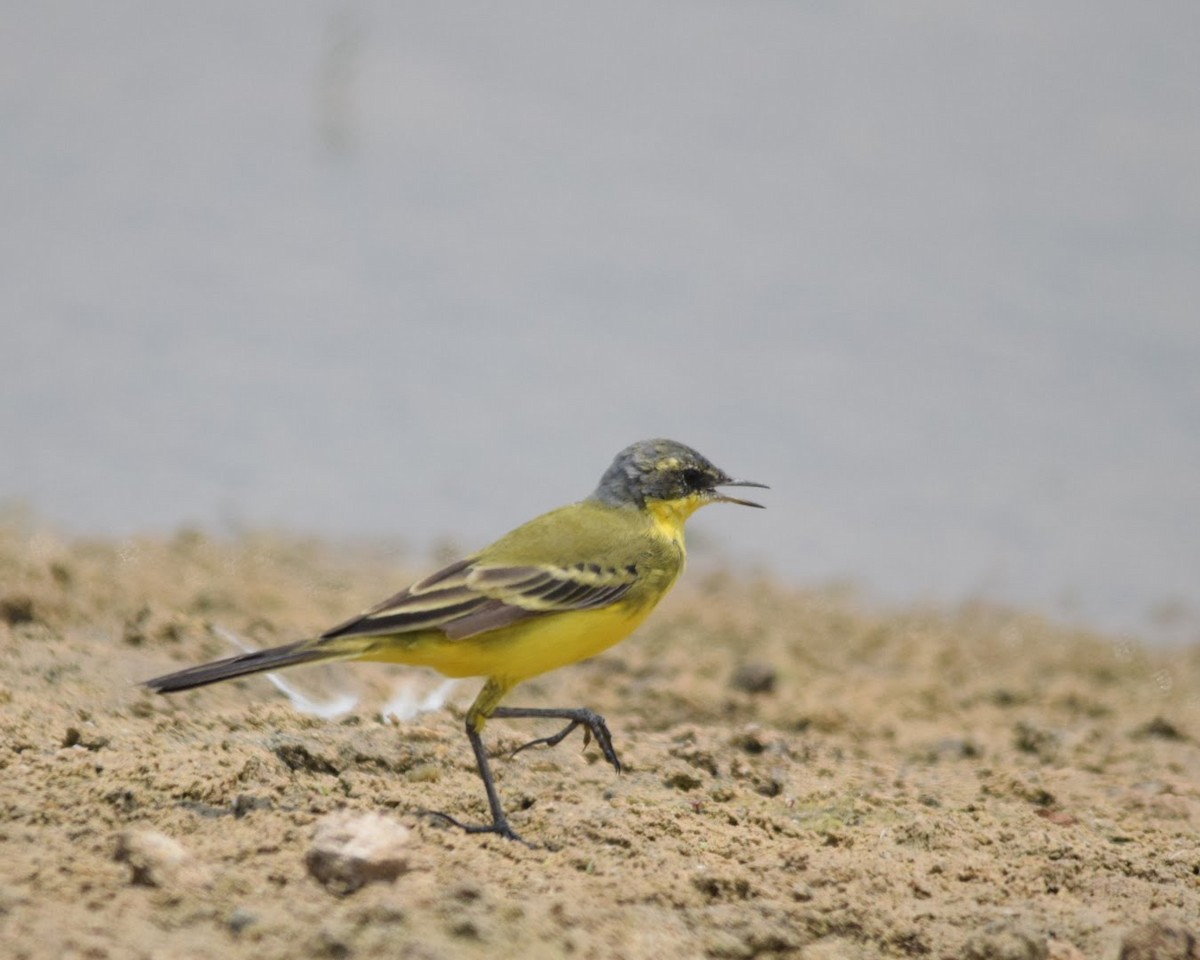 Western Yellow Wagtail - ML92513121