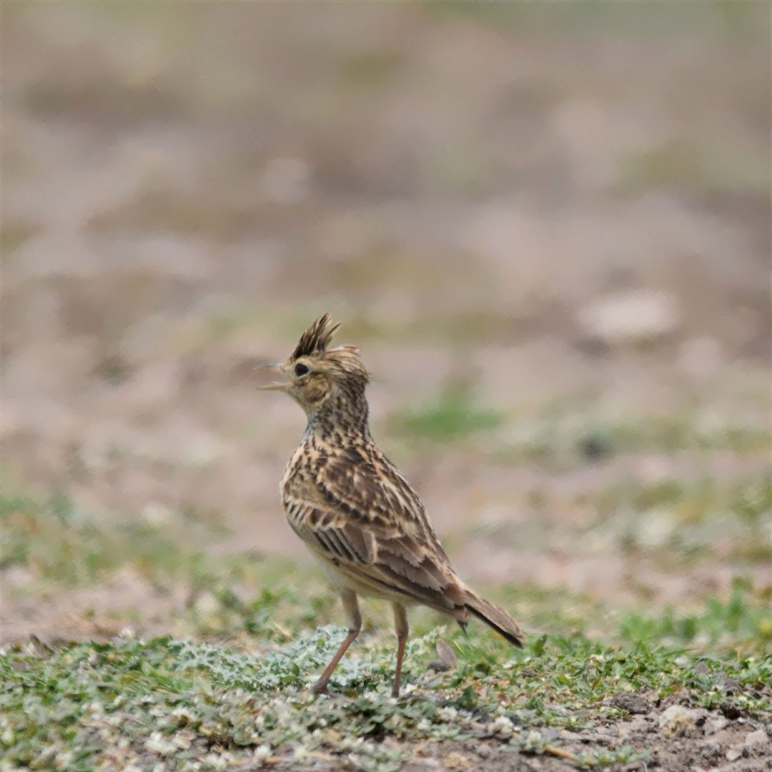 Oriental Skylark - ML92513251