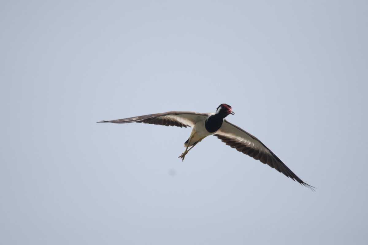 Red-wattled Lapwing - ML92513281