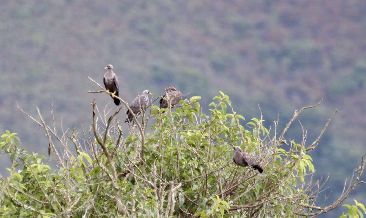 Rameron Pigeon - ML92513641
