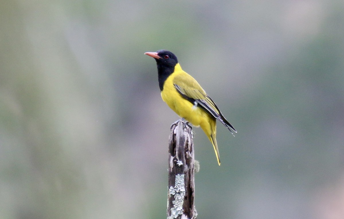 African Black-headed Oriole - ML92513711
