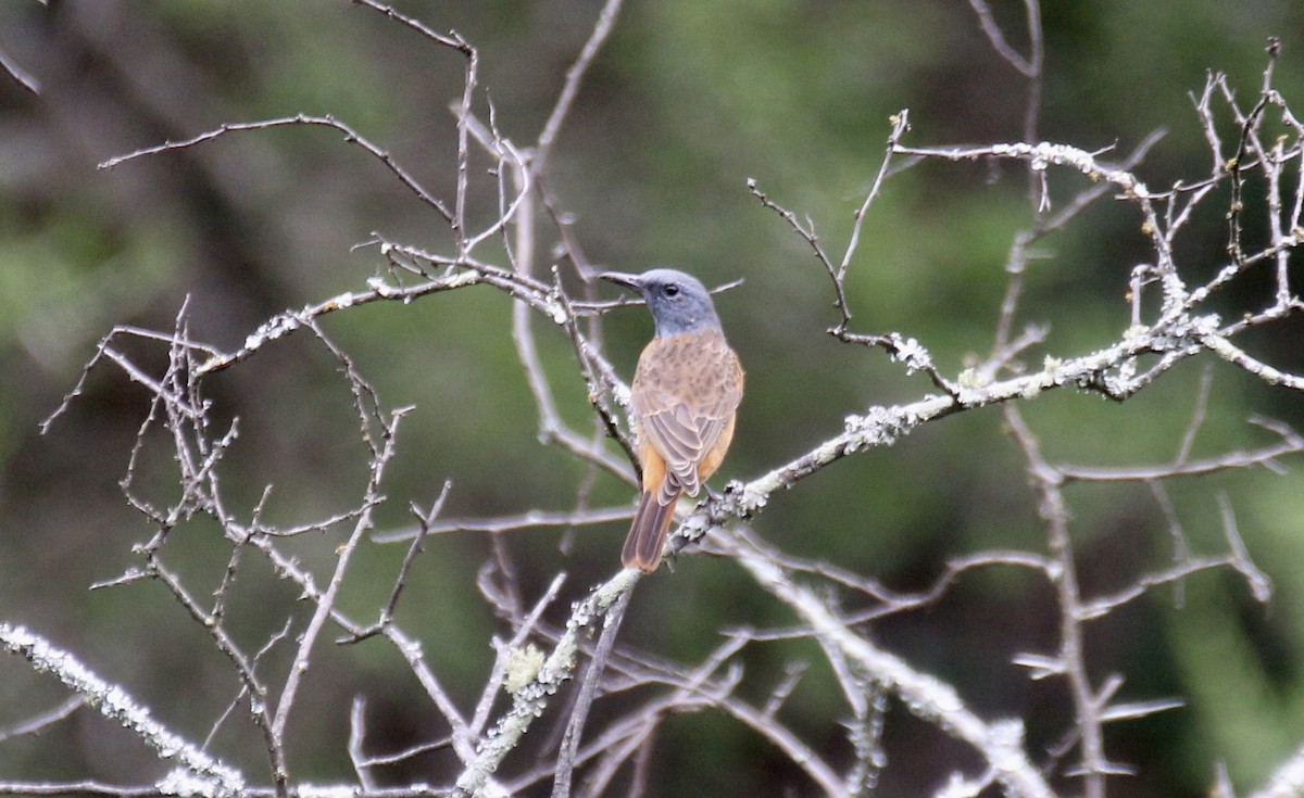 Cape Rock-Thrush - ML92513761