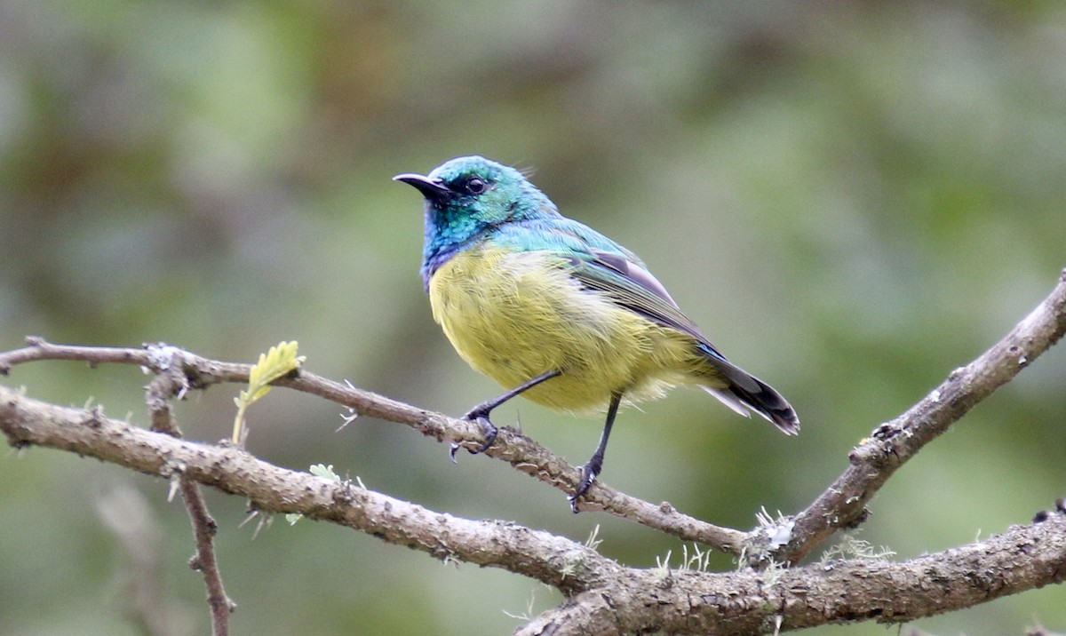 Collared Sunbird - ML92513791