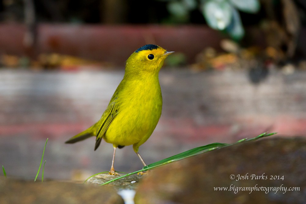 Wilson's Warbler - ML92514901