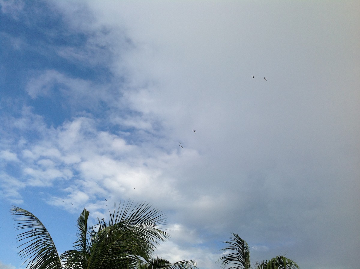 Great Frigatebird - ML92516521