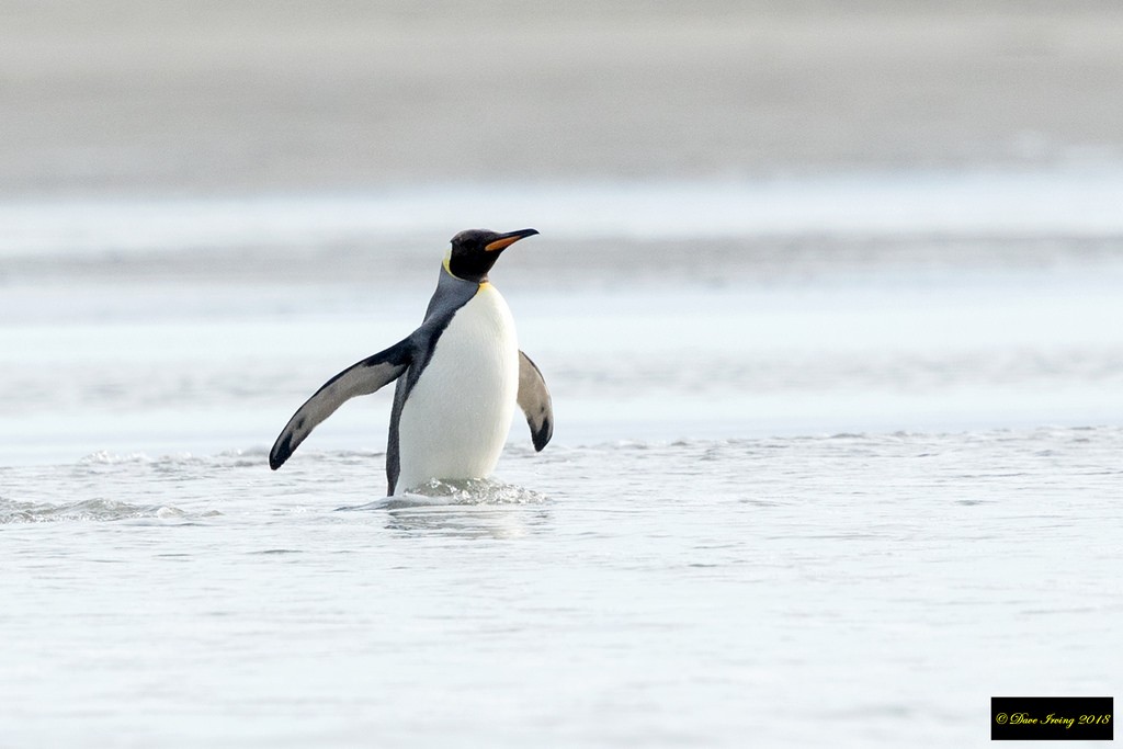 Королевский пингвин - ML92516841