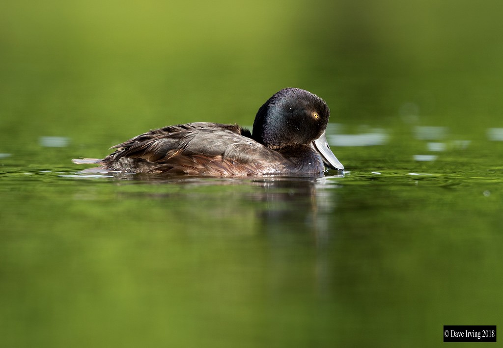 New Zealand Scaup - ML92517481