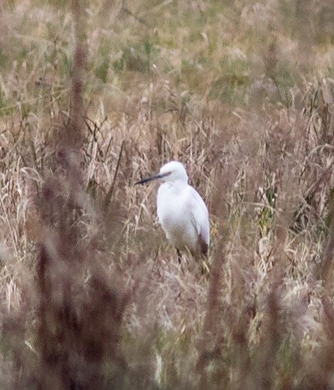 Little Egret - ML92519461