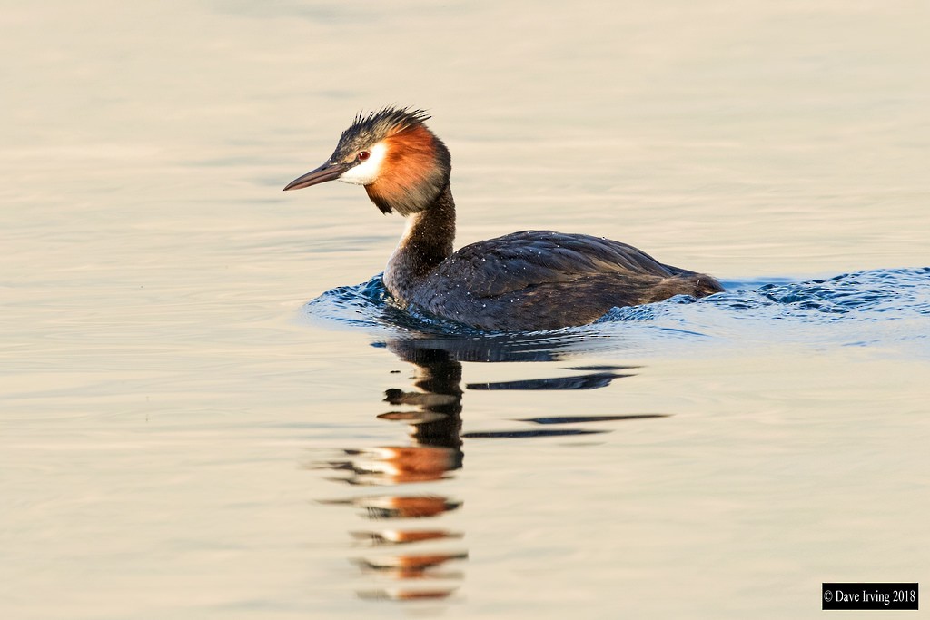 Great Crested Grebe - ML92520051