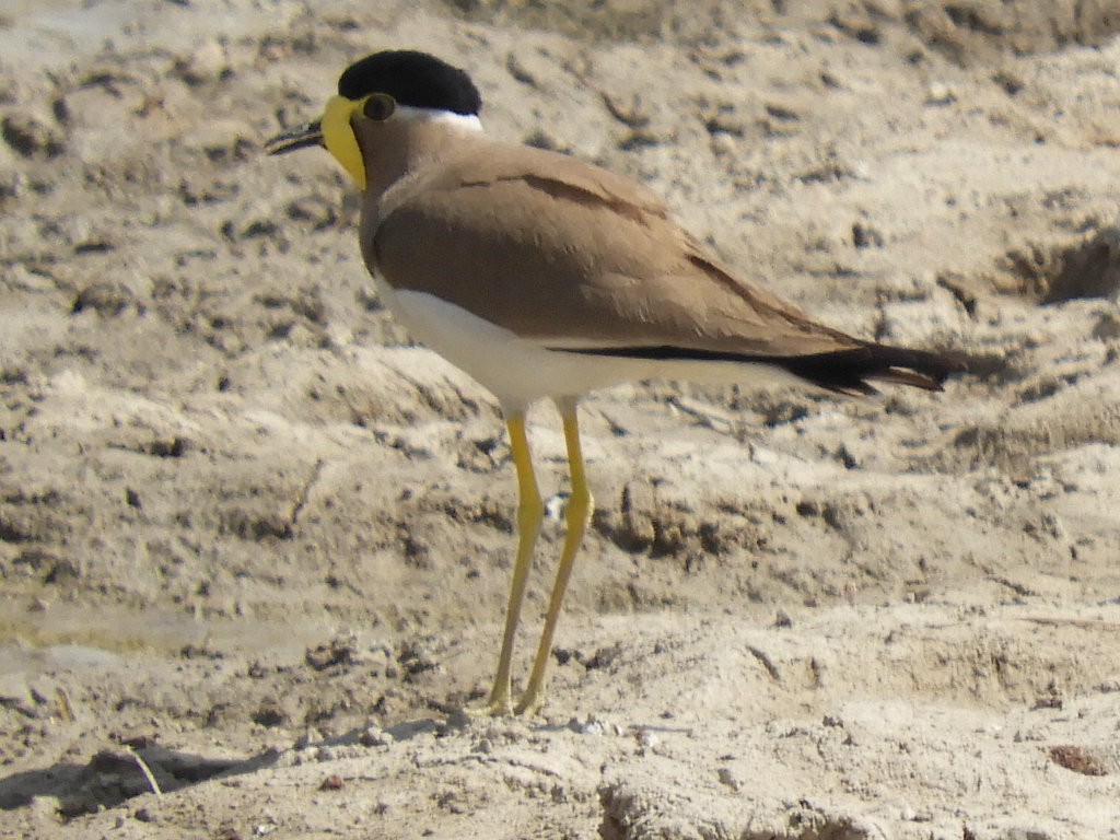 Yellow-wattled Lapwing - ML92520401