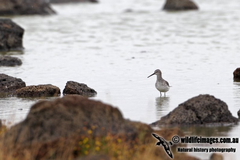 Stilt Sandpiper - ML92520451