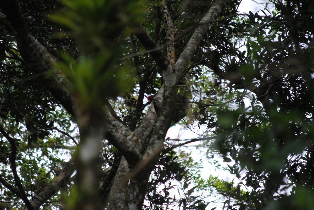 Lineated Woodpecker - ML92521261