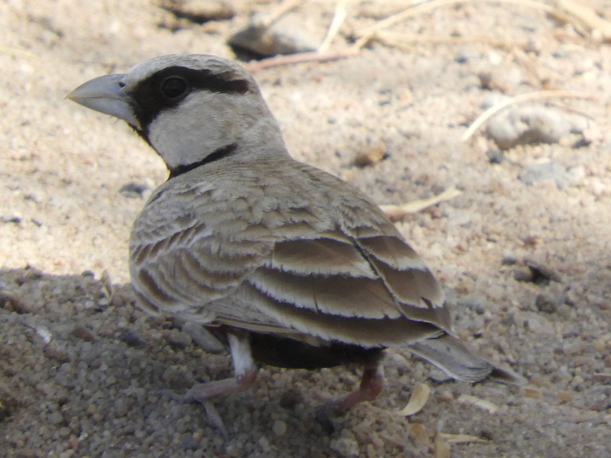 Ashy-crowned Sparrow-Lark - ML92521731