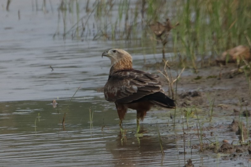 Brahminy Kite - ML92522451