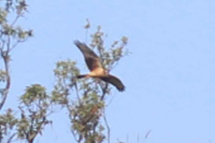 Montagu's Harrier - ML92523581