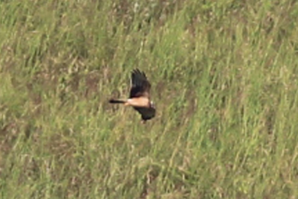 Montagu's Harrier - ML92523591