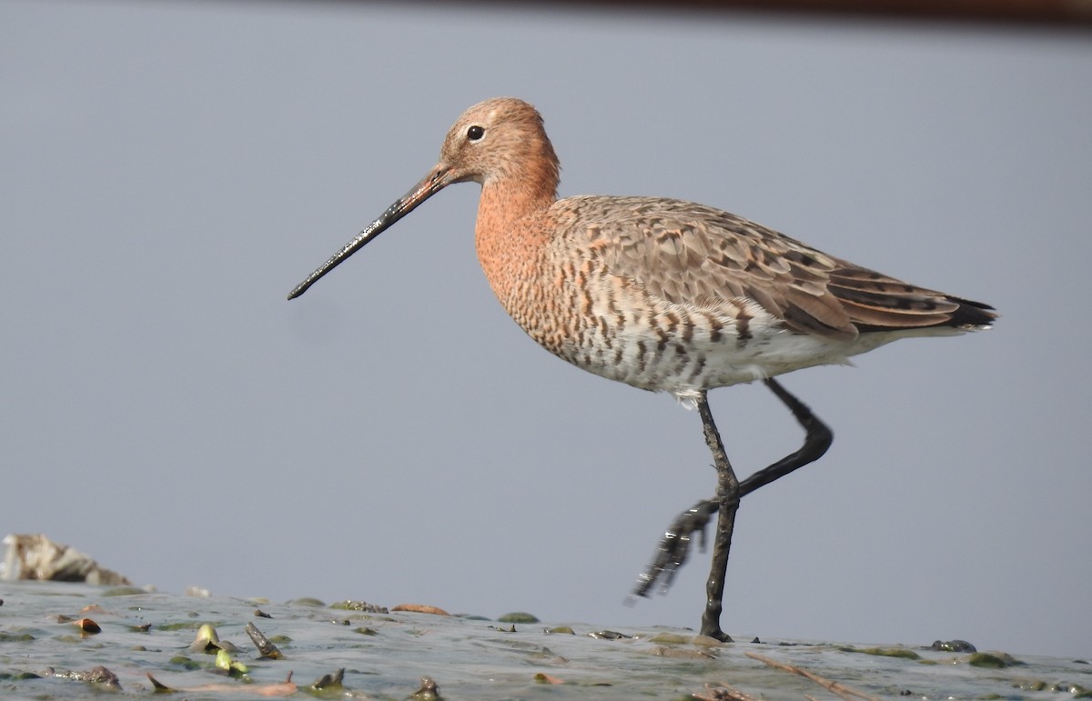 Black-tailed Godwit - ML92524031