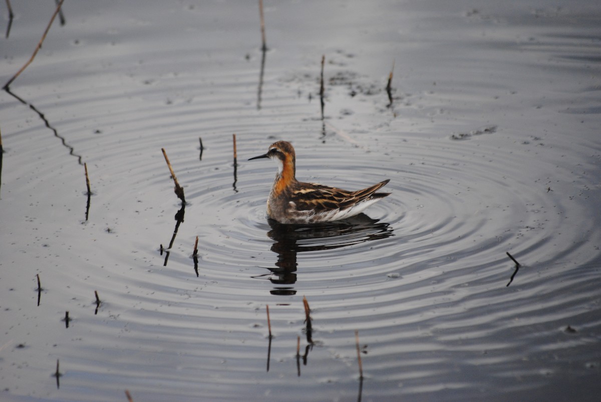 Red-necked Phalarope - ML92524091