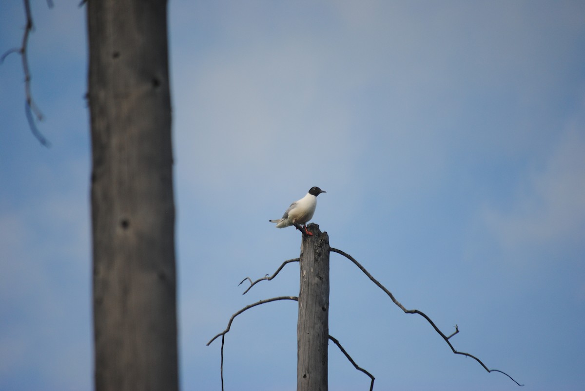 Bonaparte's Gull - ML92524451