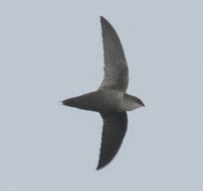 Chimney Swift - ML92526471