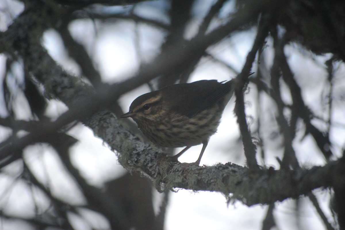 Northern Waterthrush - ML92526521