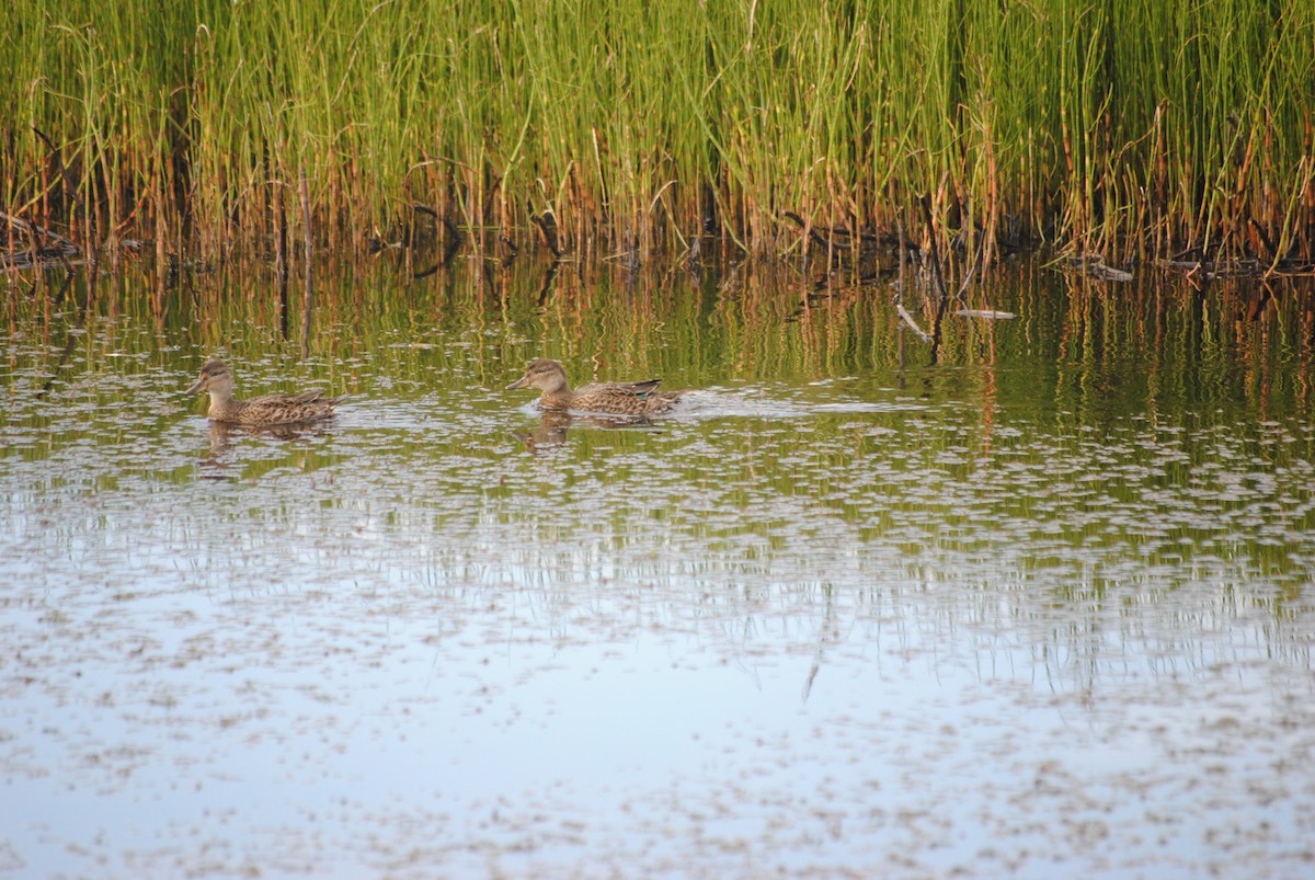 Green-winged Teal - ML92526831