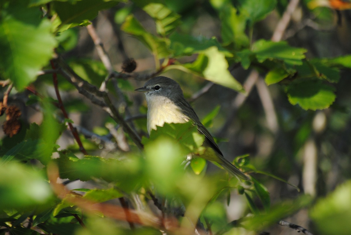 Orange-crowned Warbler - ML92527401