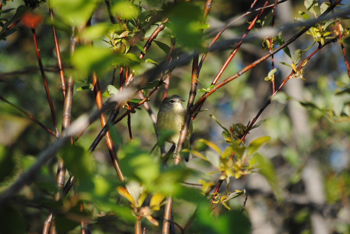 Orange-crowned Warbler - ML92527411