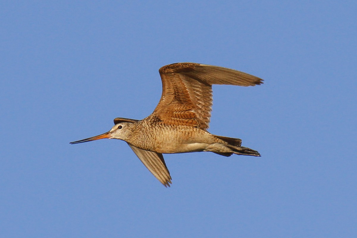 Marbled Godwit - ML92531571