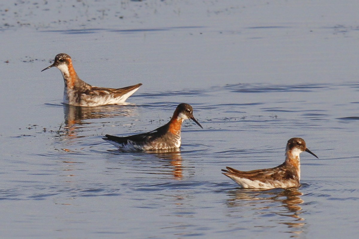 Red-necked Phalarope - ML92531601