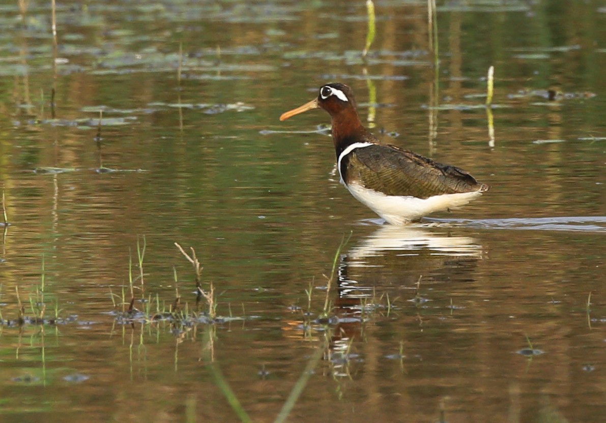 Greater Painted-Snipe - ML92532891