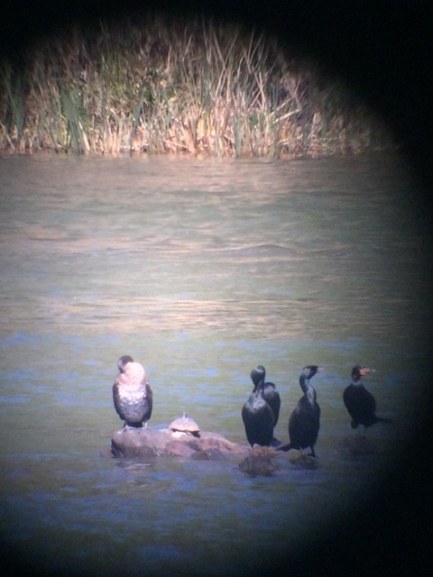 Great Cormorant (North Atlantic) - ML92533591