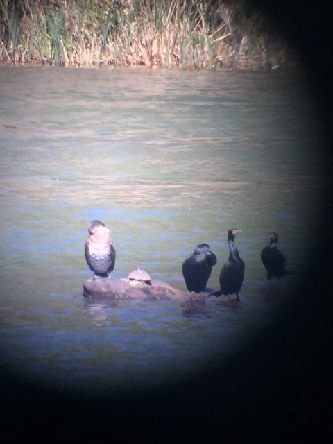 Great Cormorant (North Atlantic) - ML92533601