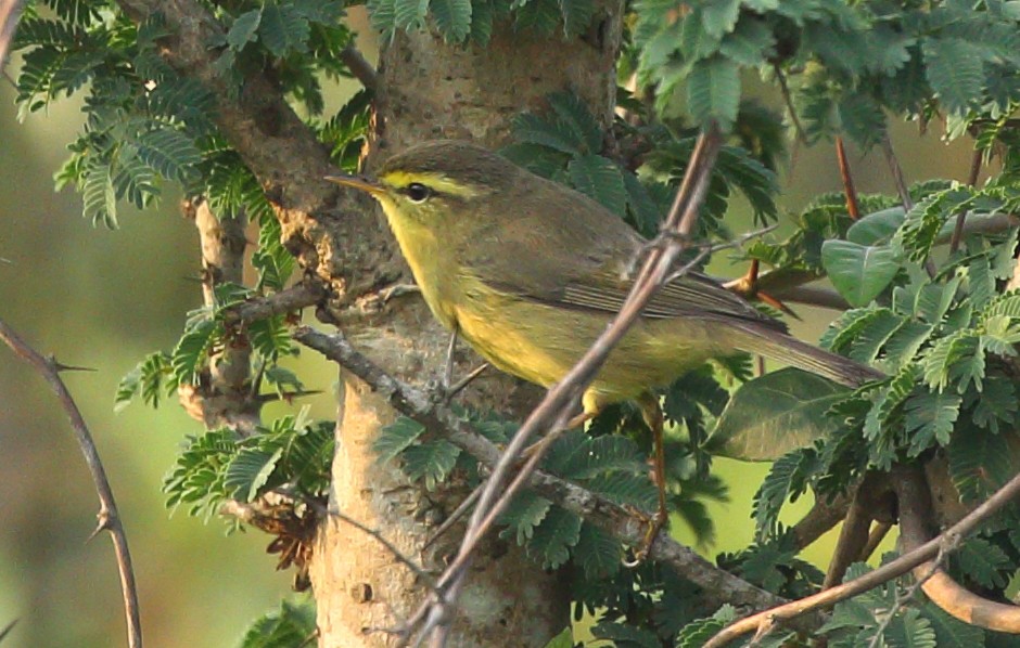 Tickell's Leaf Warbler (Tickell's) - ML92533731