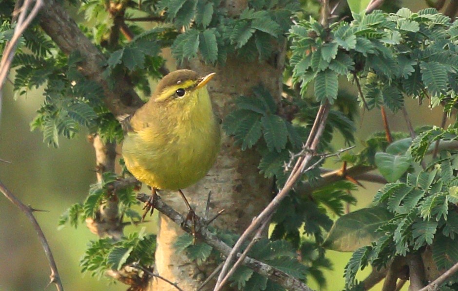 Tickell's Leaf Warbler (Tickell's) - ML92533741