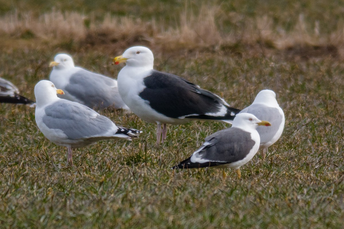 Lesser Black-backed Gull - Richard Stern