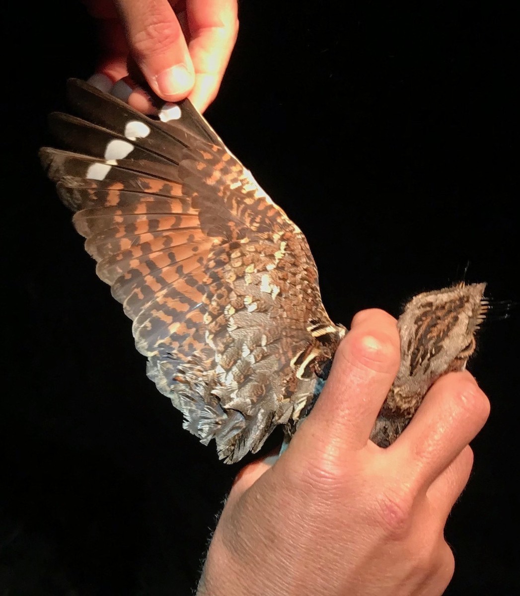 Donaldson Smith's Nightjar - ML92536961