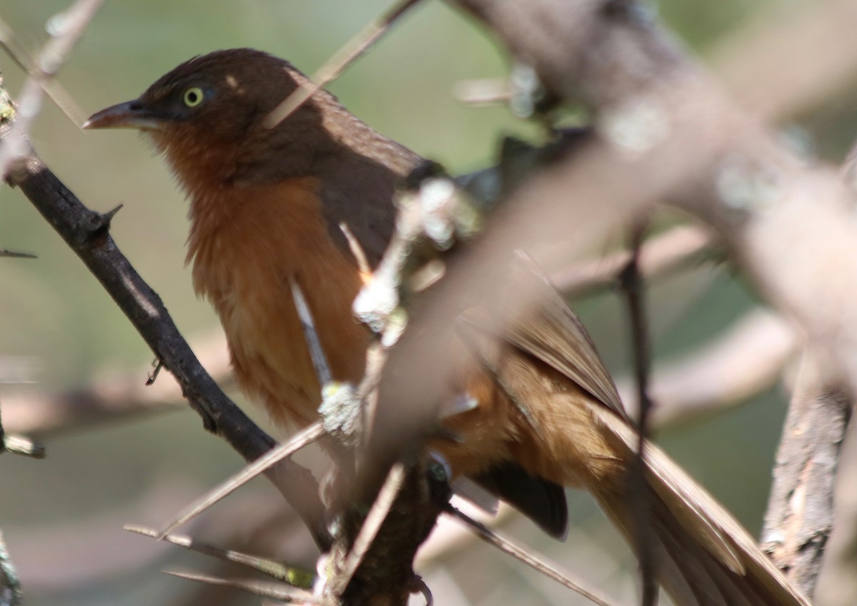 Rufous Chatterer - ML92537561