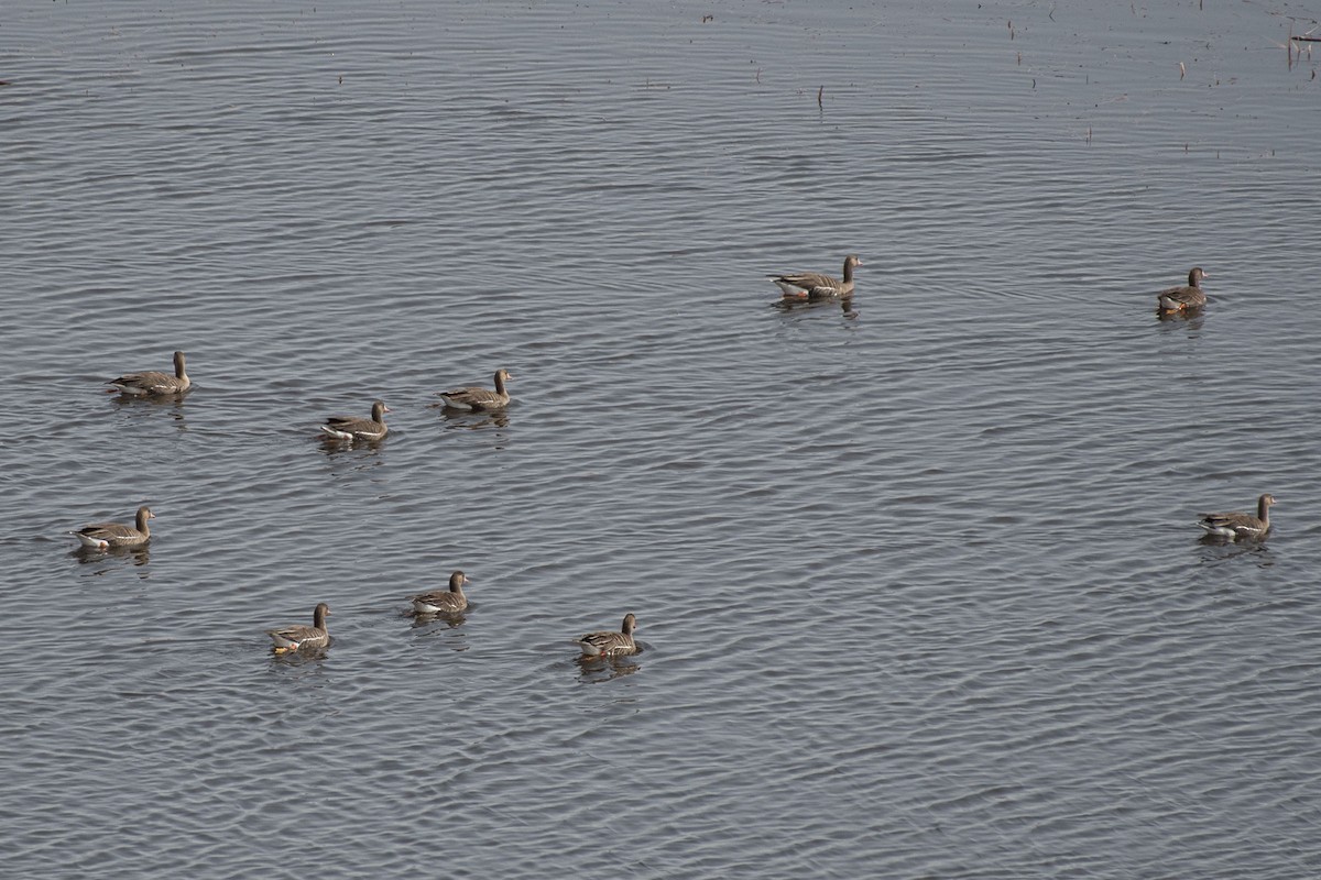 Greater White-fronted Goose - ML92538021