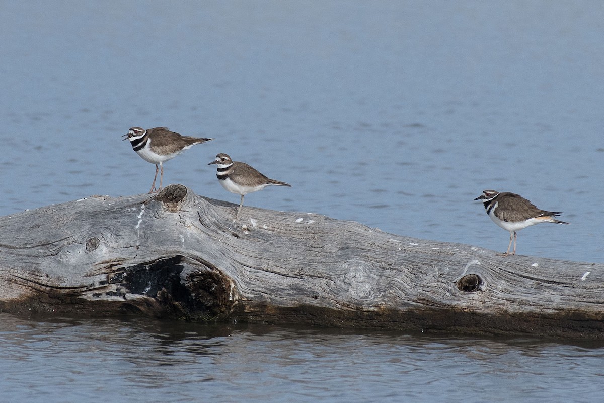 Killdeer - P Patrick Mann