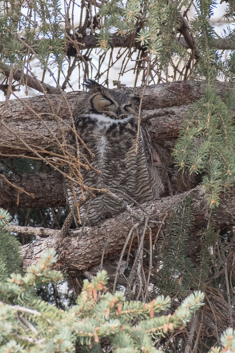 Great Horned Owl - P Patrick Mann