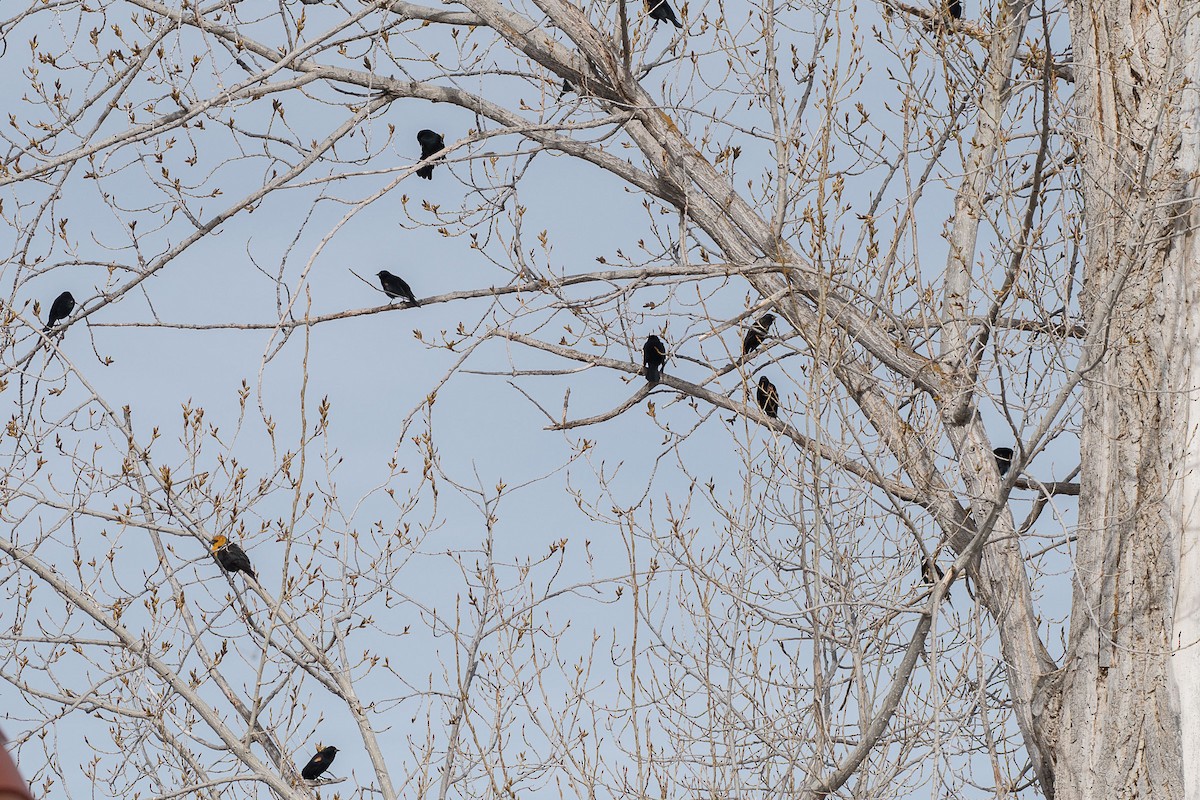 Yellow-headed Blackbird - P Patrick Mann