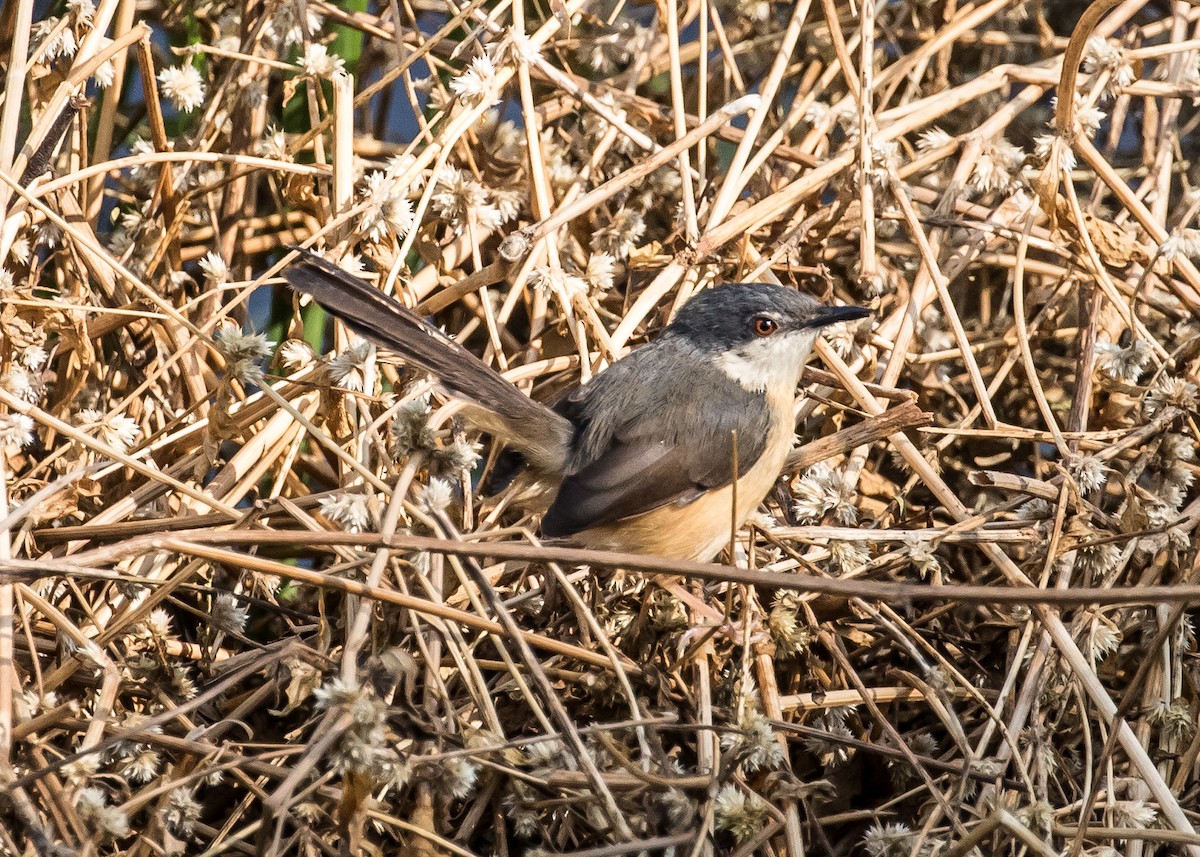 Ashy Prinia - Ian Burgess