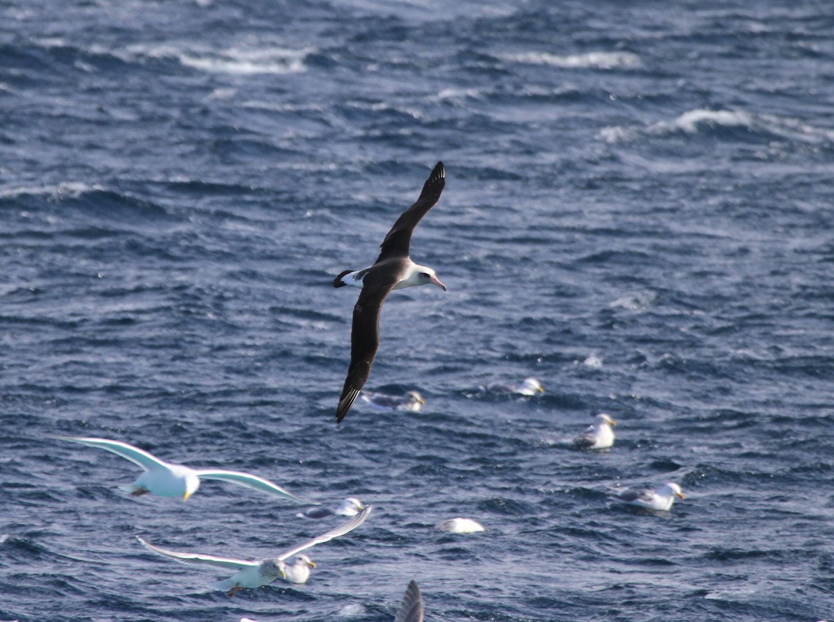 Laysan Albatross - ML92541661