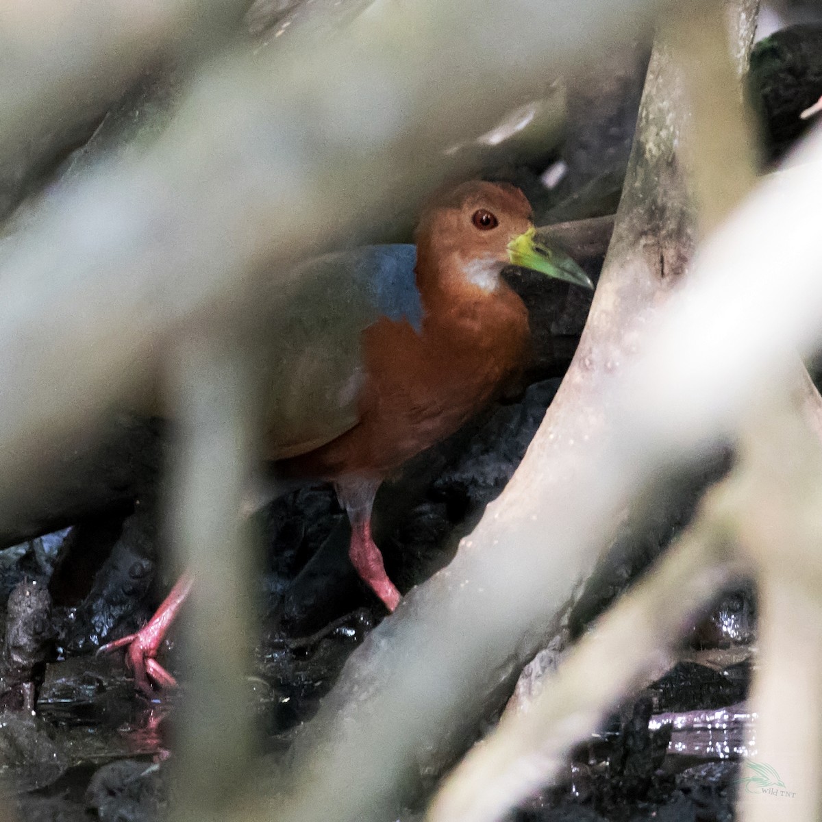 Rufous-necked Wood-Rail - ML92542521