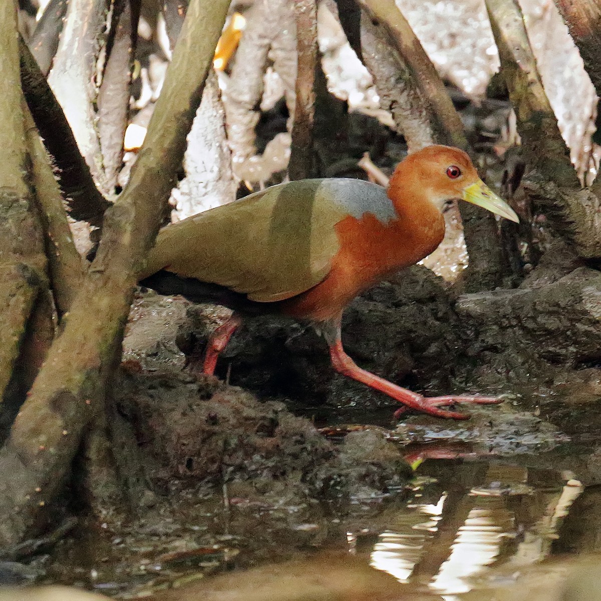 Rufous-necked Wood-Rail - ML92542561