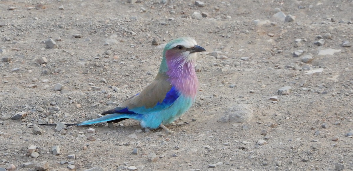 Lilac-breasted Roller - ML92543831