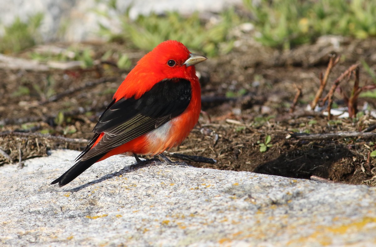 Scarlet Tanager - Keenan Yakola