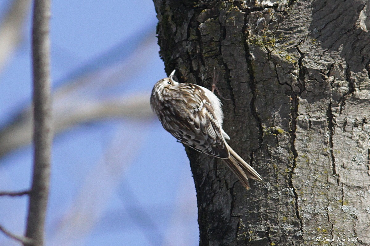 Brown Creeper - ML92549471